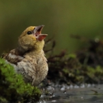 Appelvink juveniel Appelvink juveniel