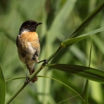 Vogels Vogels
