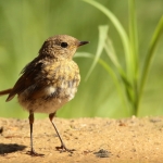 Vogels Vogels