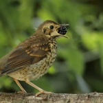 Vogels Vogels