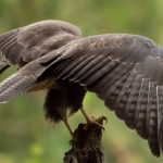 Buizerd Buizerd
