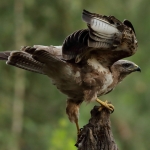 Buizerd Buizerd