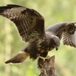 Buizerd Buizerd