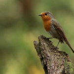 Roodborst Roodborst