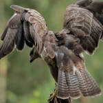 Buizerd Buizerd