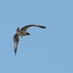 Vogels Vogels
