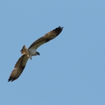 Vogels Vogels