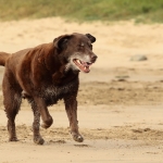 Honden Honden