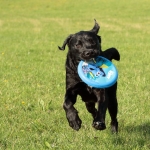 Honden Honden