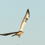 Buizerd Buizerd