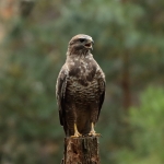 Buizerd Buizerd