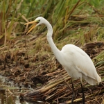 reigers reigers