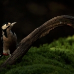 Vogels Vogels