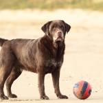 Honden Honden