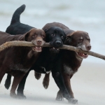 Honden Honden