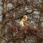 Buizerd Buizerd
