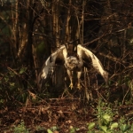 Buizerd Buizerd