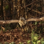 Buizerd Buizerd