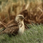 Buizerd Buizerd