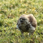 Buizerd Buizerd
