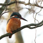 IJsvogel IJsvogel