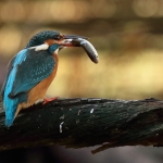 IJsvogel IJsvogel