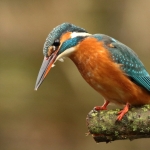 IJsvogel IJsvogel