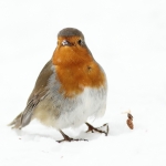 Vogels Vogels