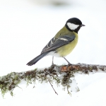 Vogels Vogels
