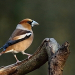 Vogels Vogels