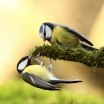 Vogels Vogels