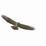 Buizerd Buizerd