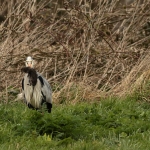 reigers reigers