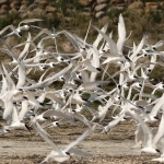Vogels Vogels