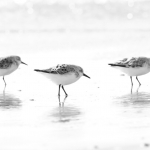 Drieteenstrandloper Drieteenstrandloper