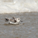 Drieteenstrandloper Drieteenstrandloper