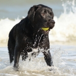 Honden Honden