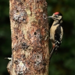 Vogels Vogels