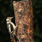 Vogels Vogels