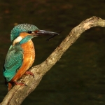 ijsvogel ijsvogel