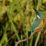 ijsvogel ijsvogel