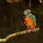 ijsvogel ijsvogel