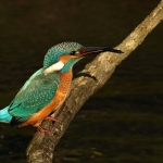ijsvogel ijsvogel