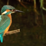 ijsvogel ijsvogel