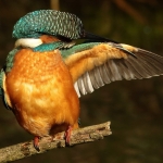 ijsvogel ijsvogel