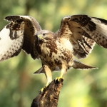 Buizerd ... Buizerd ...