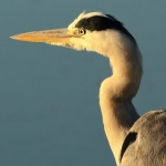 reigers reigers