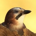 Vogels Vogels