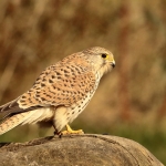Torenvalk vrouw Torenvalk vrouw