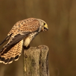 Torenvalk vrouw Torenvalk vrouw